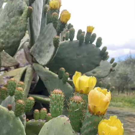 La Casa Di Bacco - Etna - Affitto Breve *