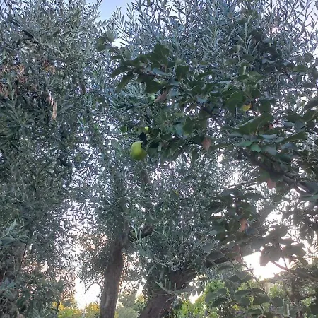 La Casa Di Bacco - Etna - Affitto Breve * 카스티글리오네디시칠리아