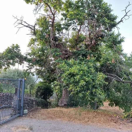 La Casa Di Bacco - Etna - Affitto Breve Hébergement de vacances *